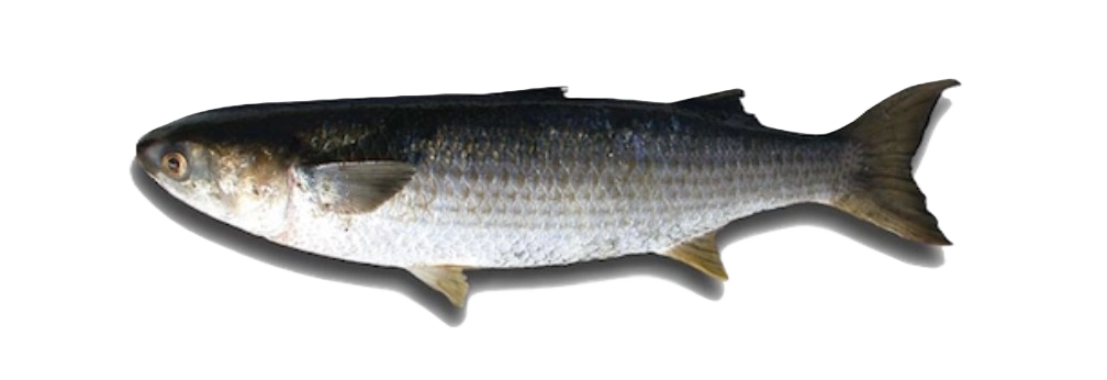 Grey Mullet